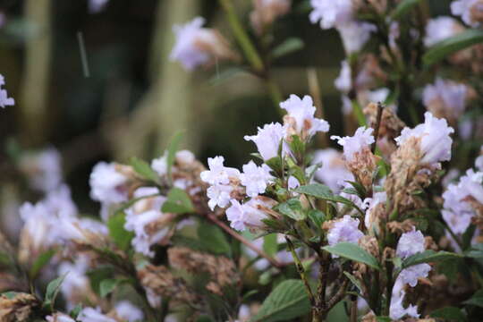 Strobilanthes kunthianus (Wall. ex Nees) T. Anders. ex Benth. resmi