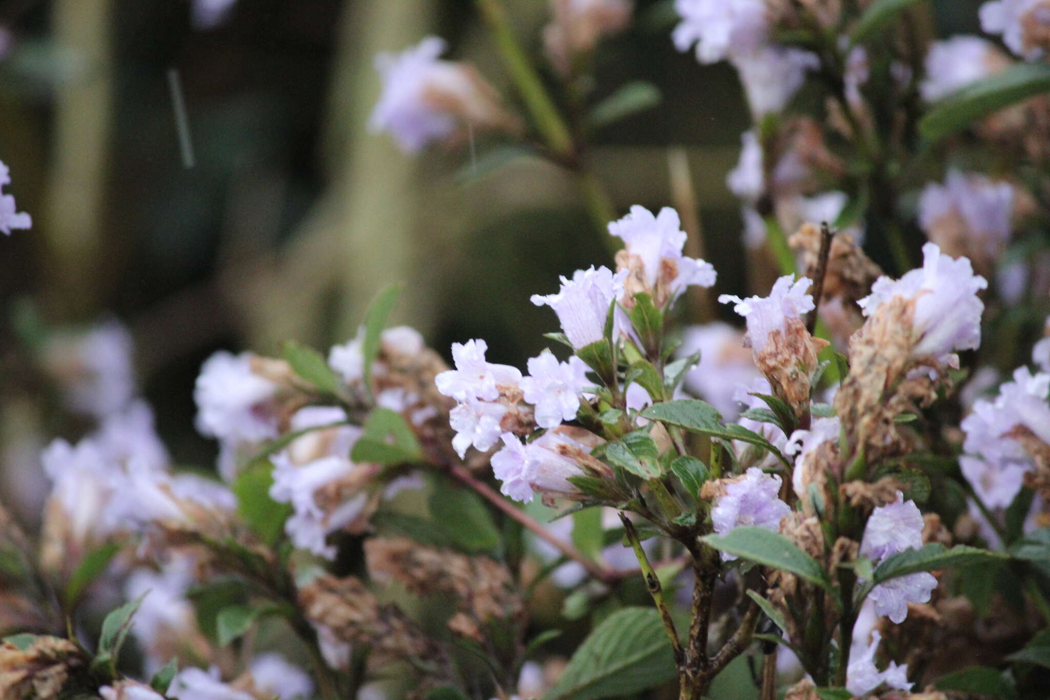 Strobilanthes kunthianus (Wall. ex Nees) T. Anders. ex Benth. resmi