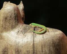 Image of Striped Day Gecko