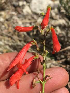 Слика од Penstemon rostriflorus Kellogg