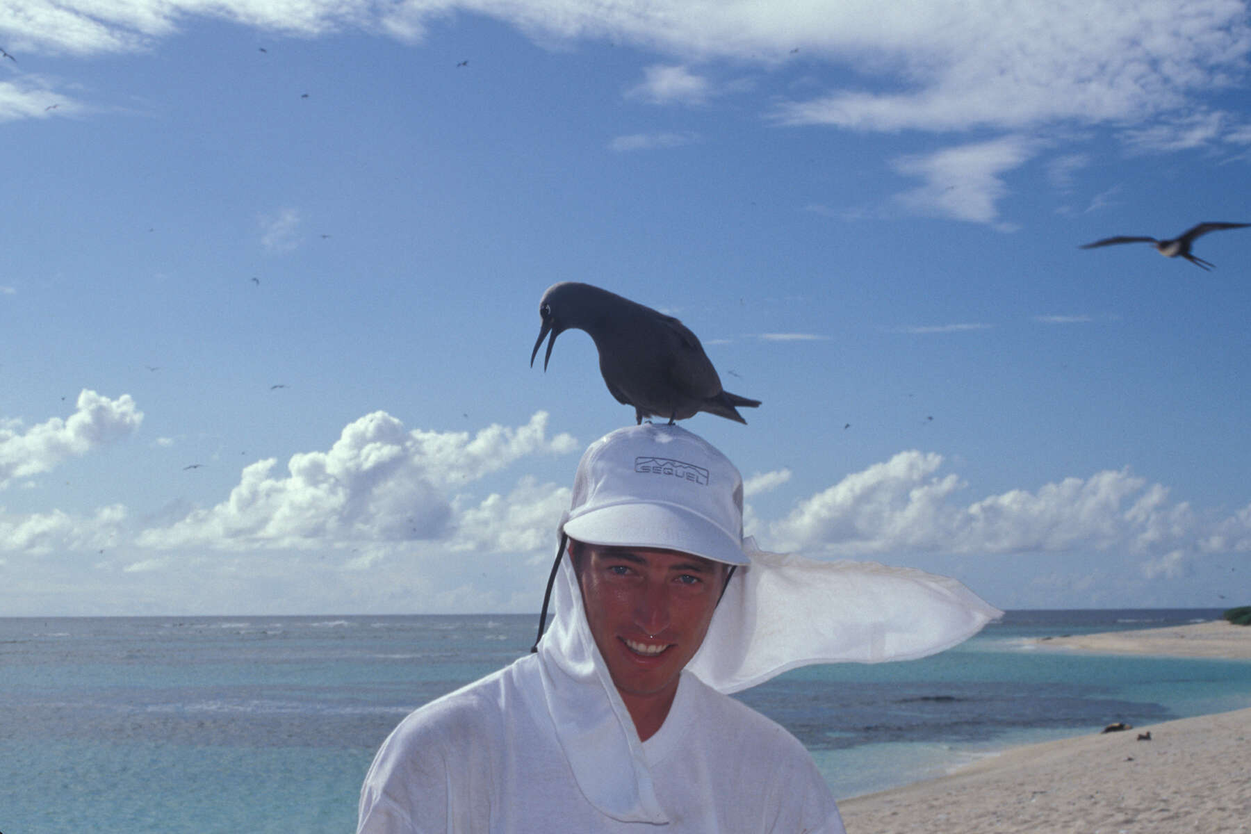 Image of Brown Noddy