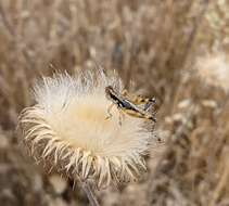 Image of Arid Lands Spur-Throat Grasshopper