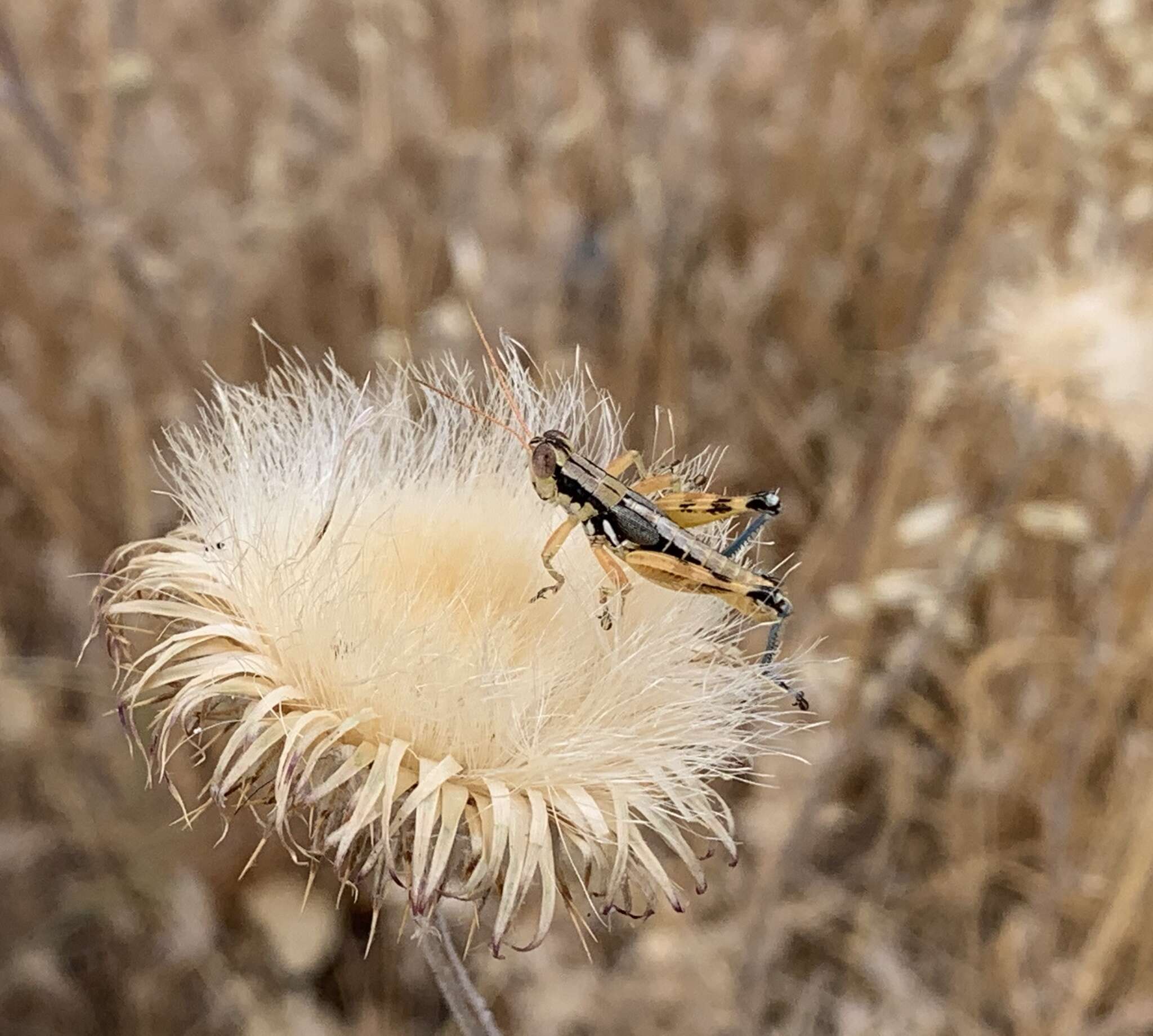 Image of Arid Lands Spur-Throat Grasshopper