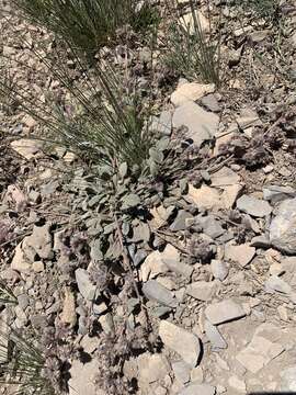 Image of Charleston phacelia