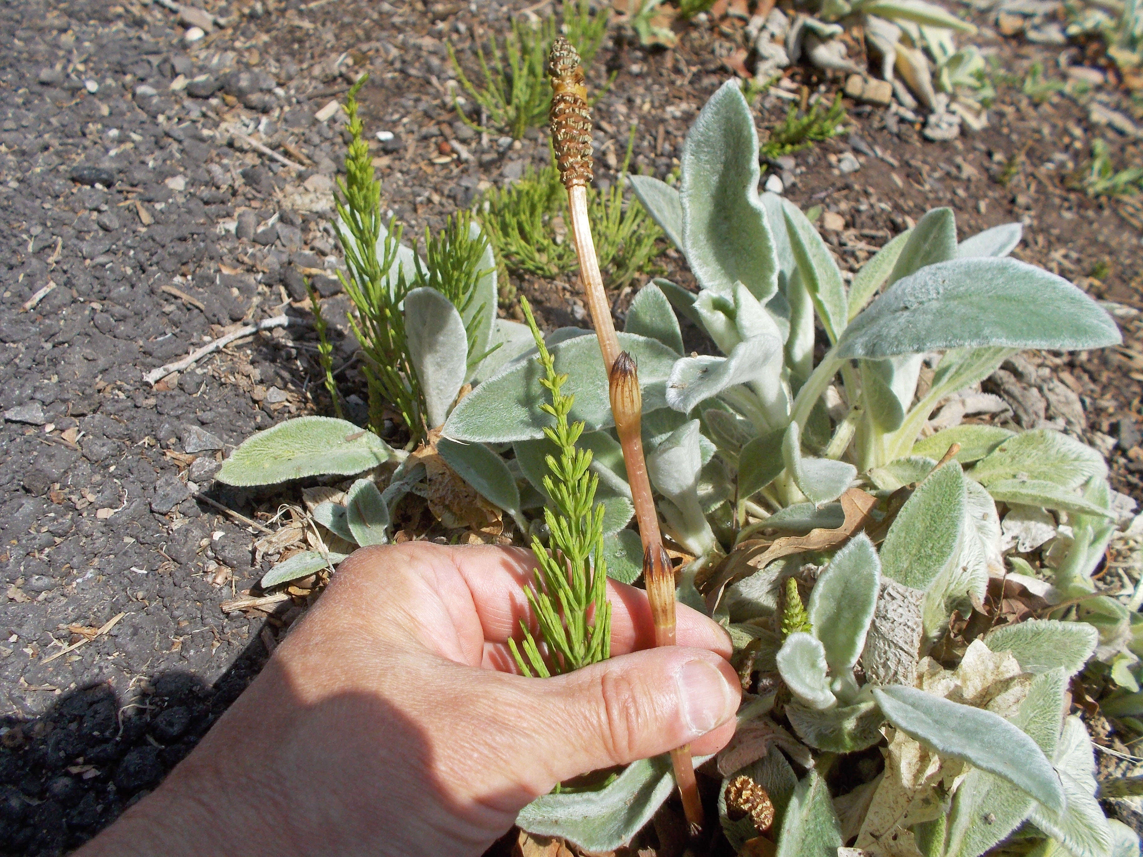 Image of field horsetail