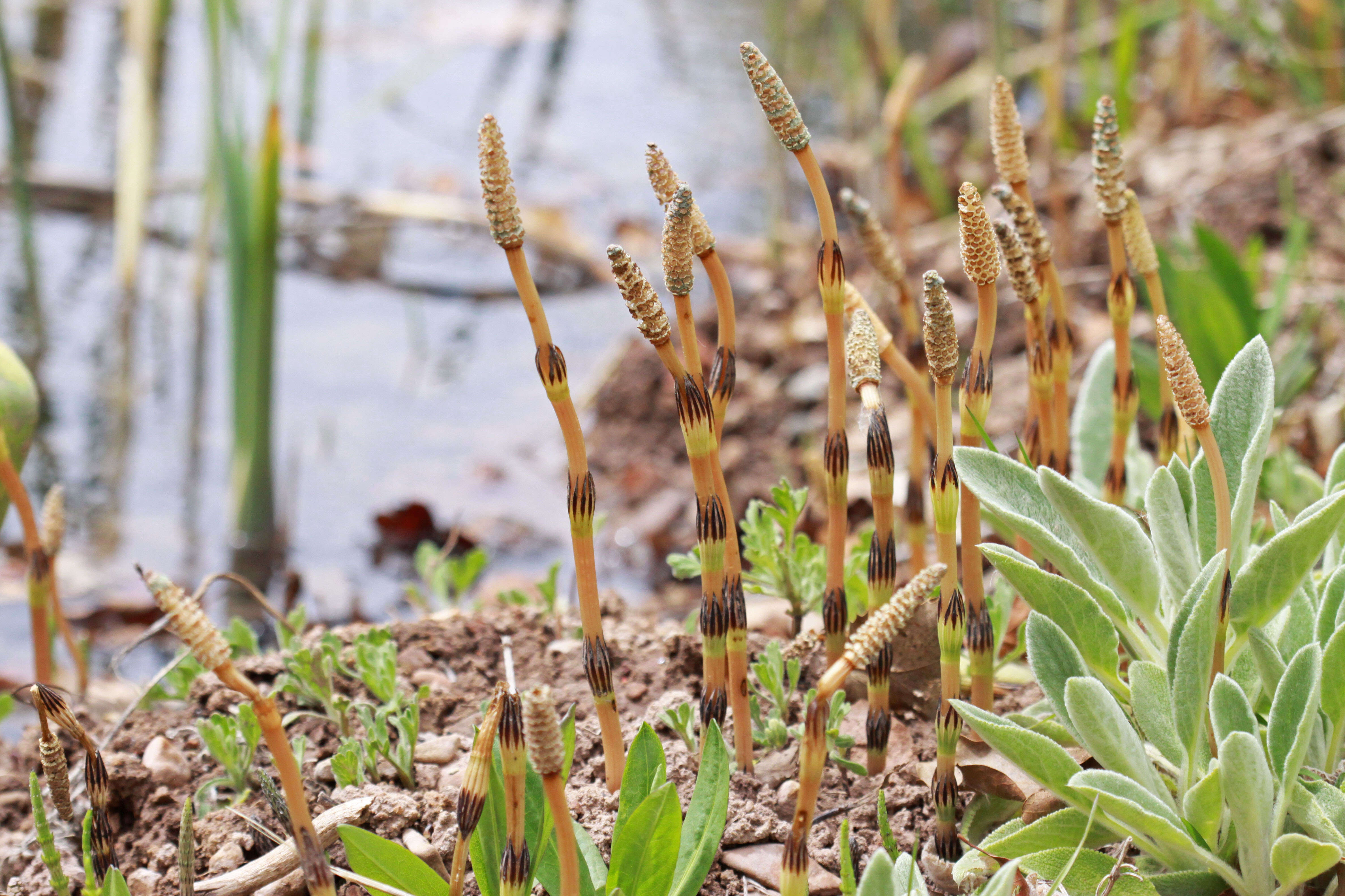 Image of field horsetail