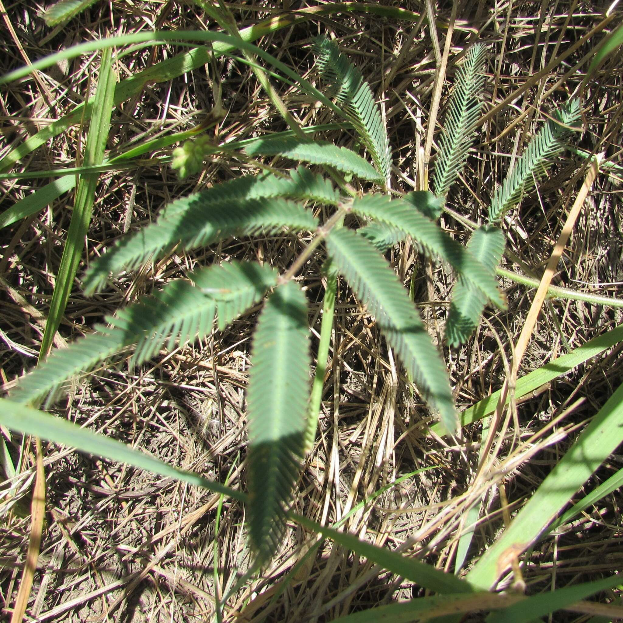 Image of Tropical Puff