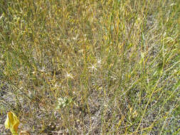 Image of fiddleleaf hawksbeard