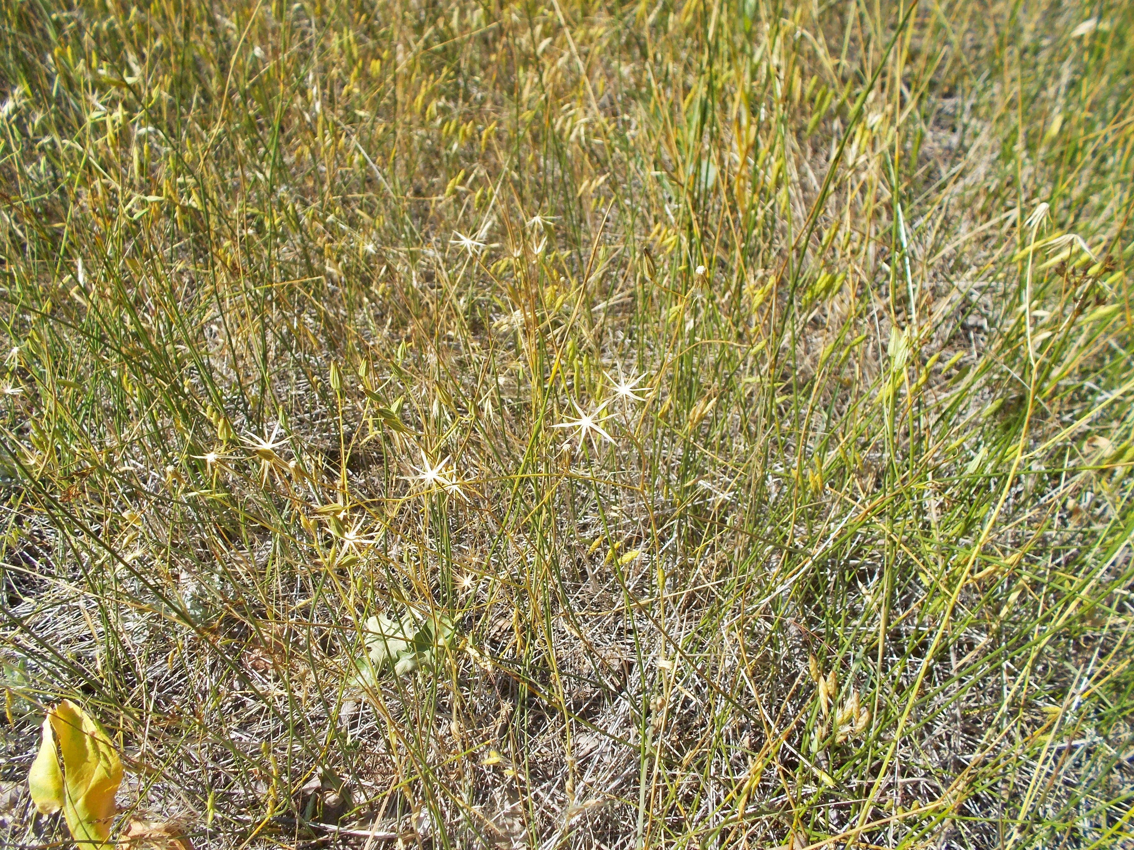 Image of fiddleleaf hawksbeard