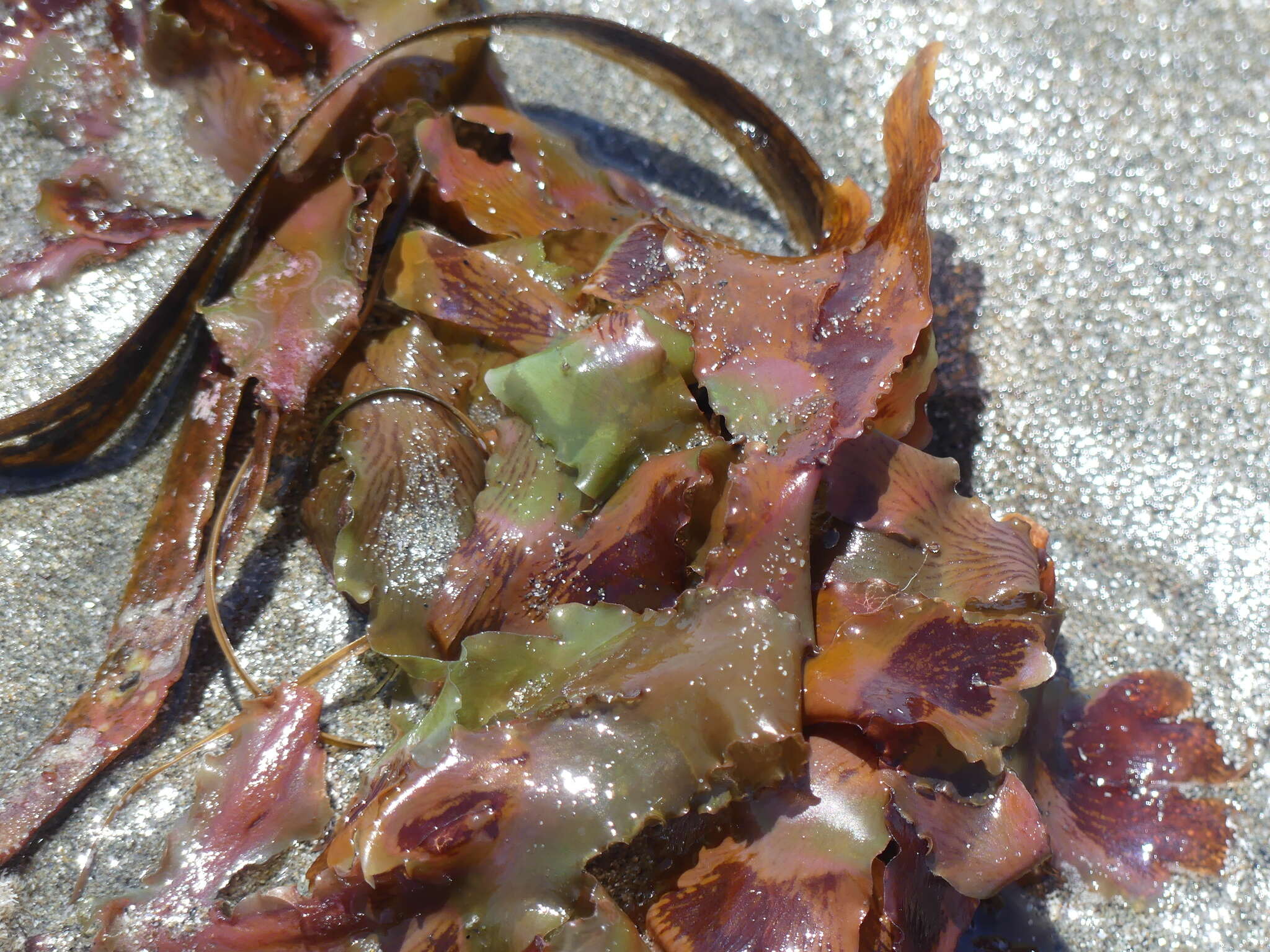 Image of Hymenena flabelligera