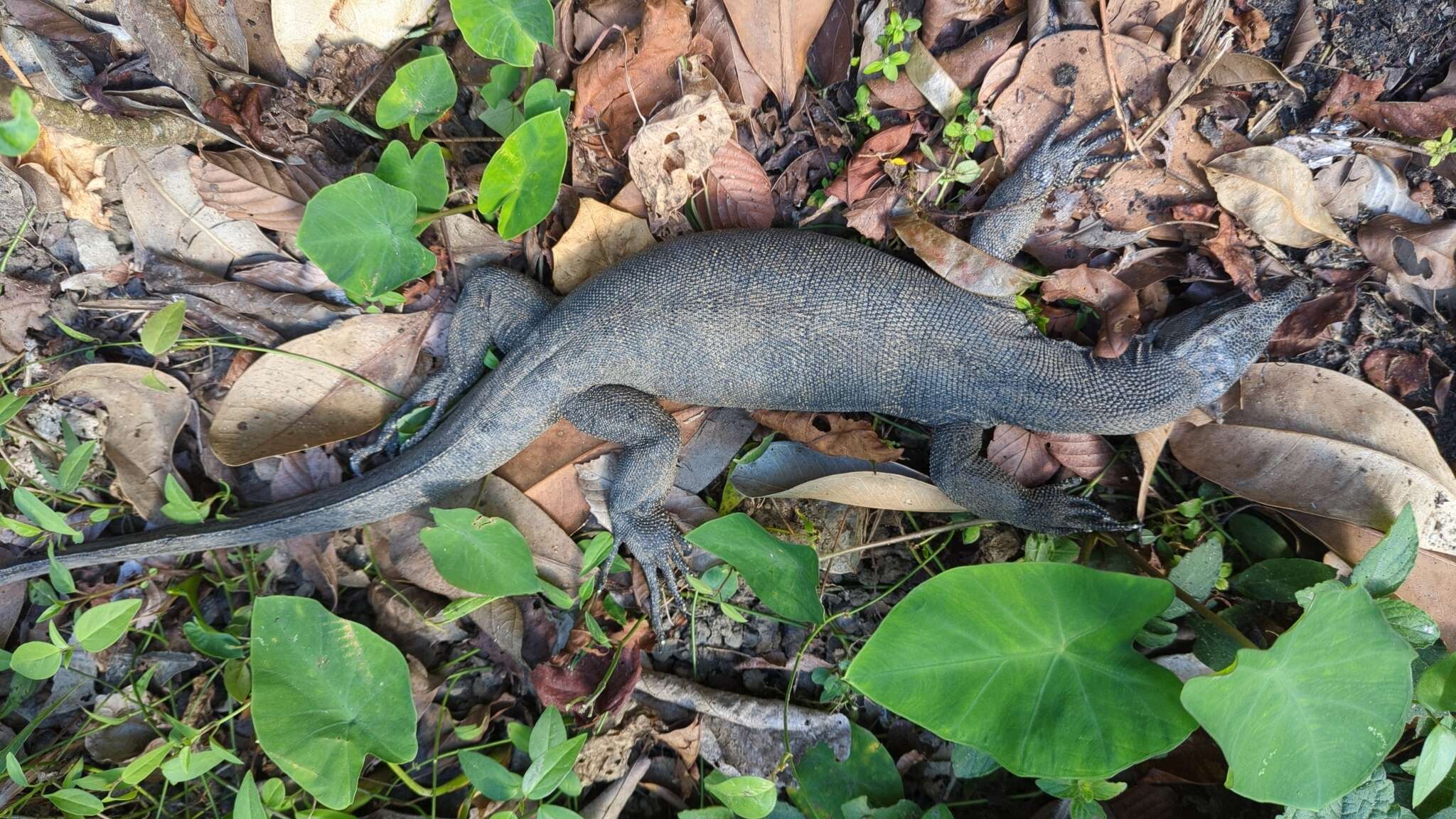 Image of Varanus salvator andamanensis Deraniyagala 1944