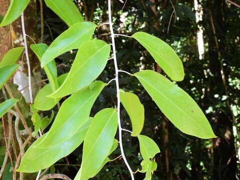 Image of Hypserpa laurina (F. Müll.) Diels