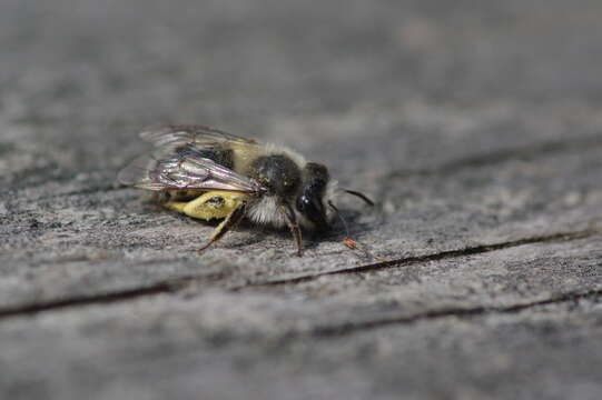 Image of Frigid Andrena