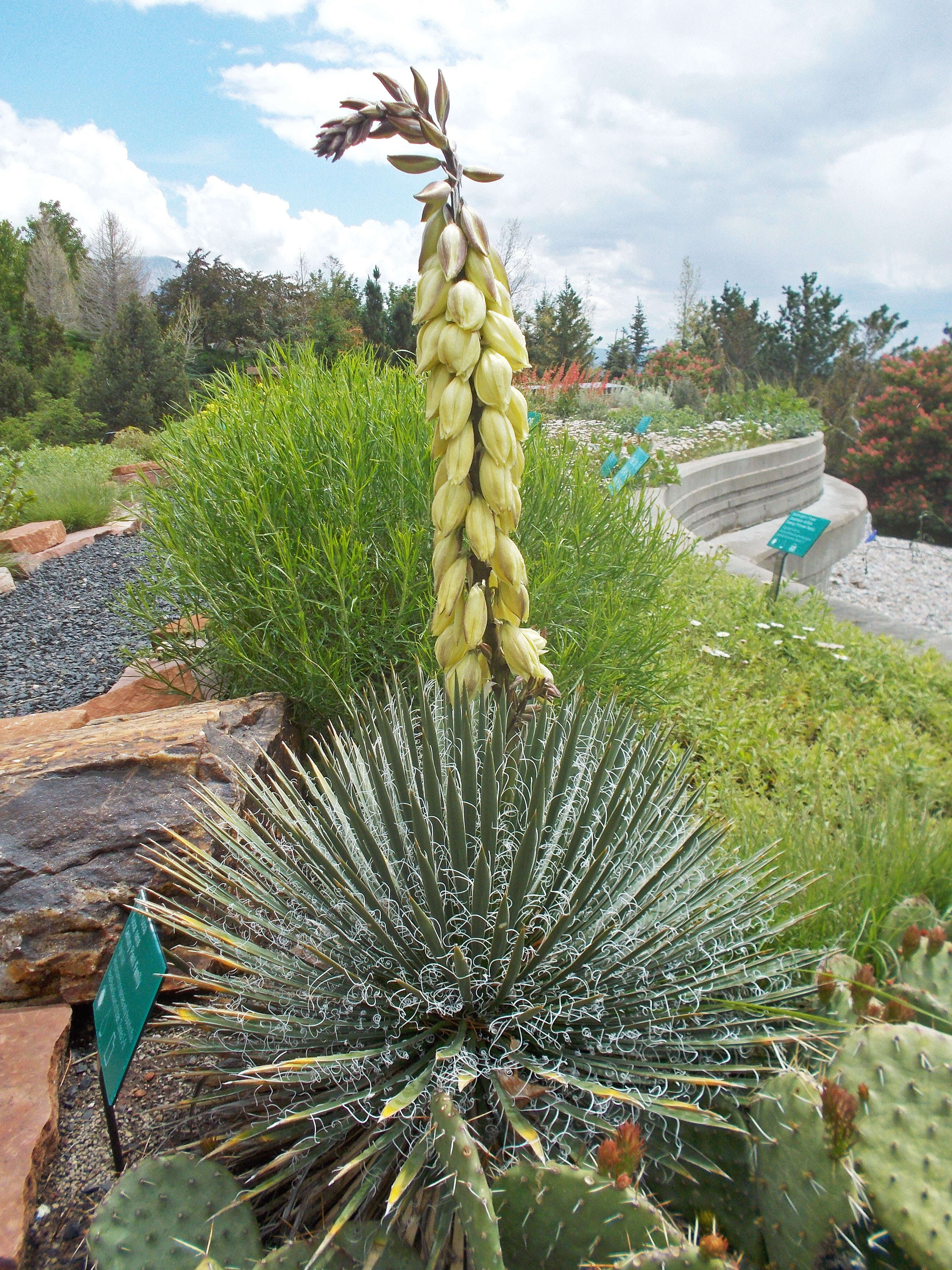 Image of Spanish bayonet