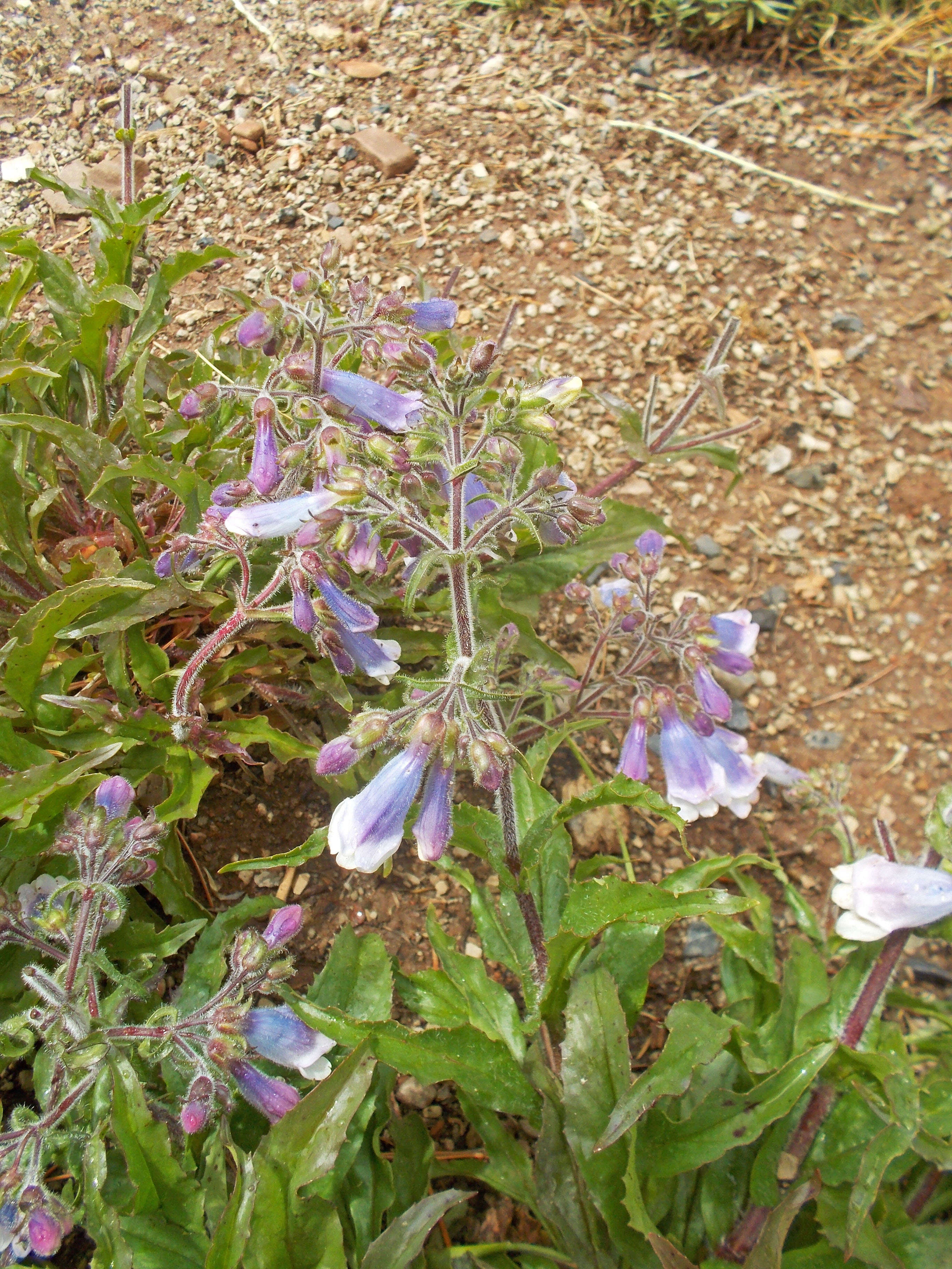 Image of hairy beardtongue