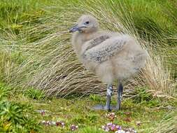 Stercorarius antarcticus lonnbergi (Mathews 1912) resmi