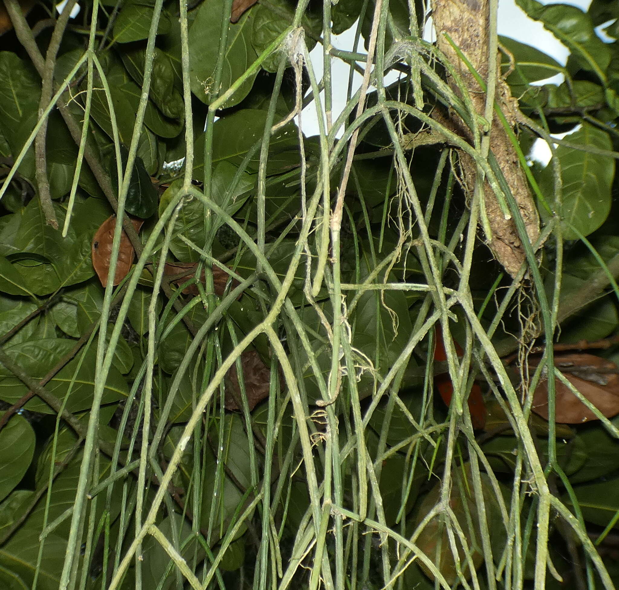 Image of Rhipsalis baccifera subsp. baccifera