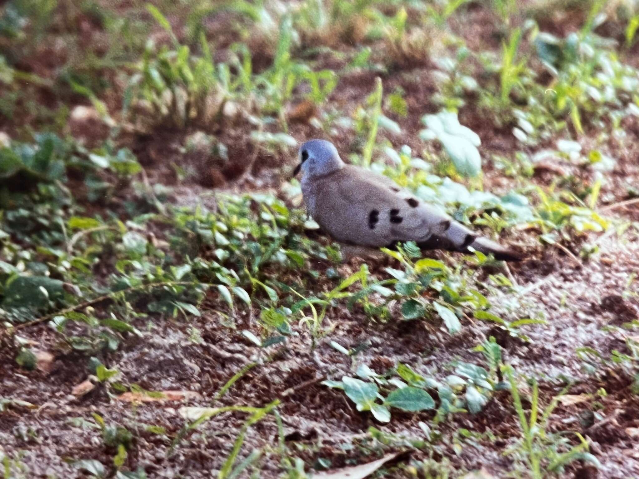 Image of Black-billed Dove