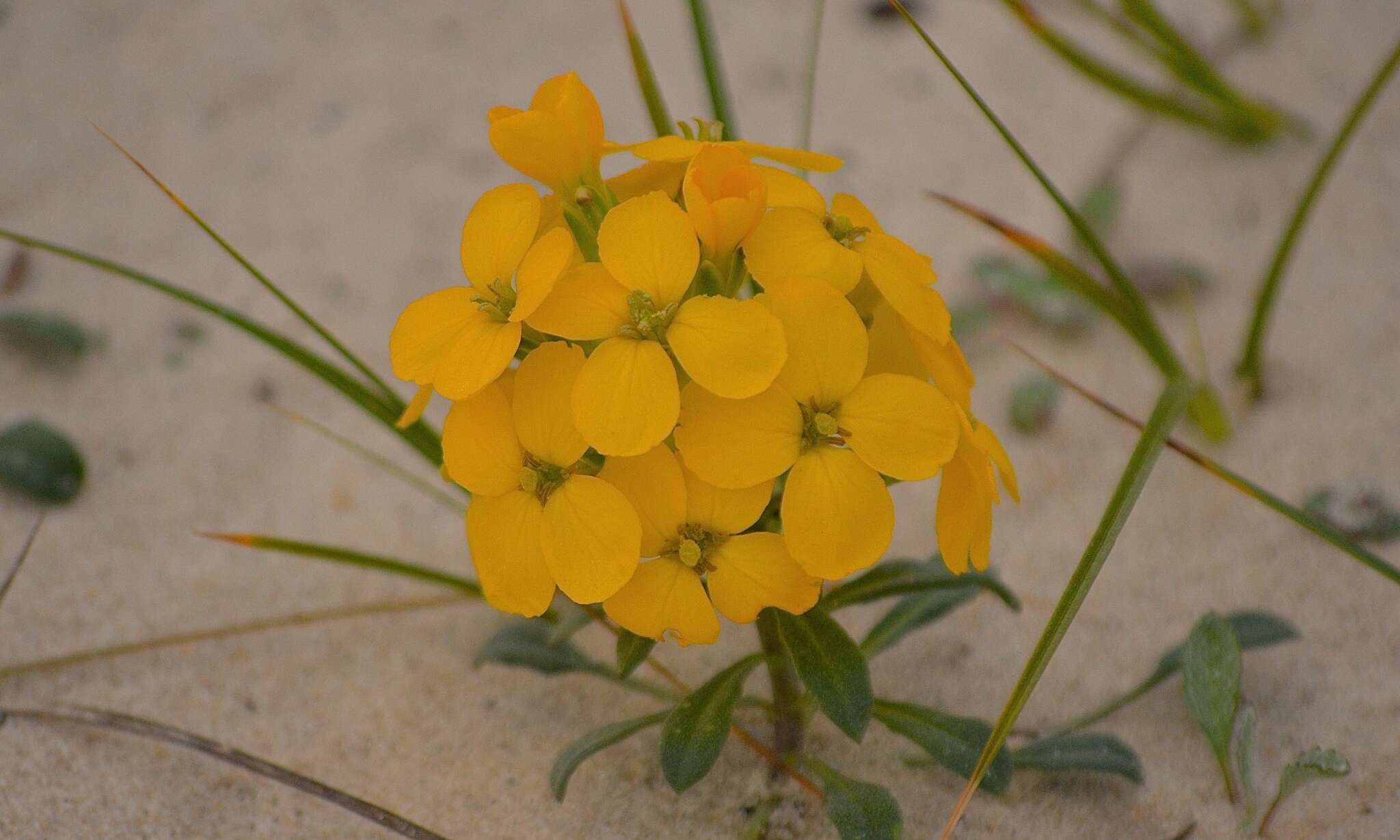 Imagem de Erysimum menziesii (Benth. & Hook. fil.) Wettst.