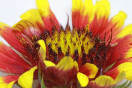 Image of Common perennial gaillardia