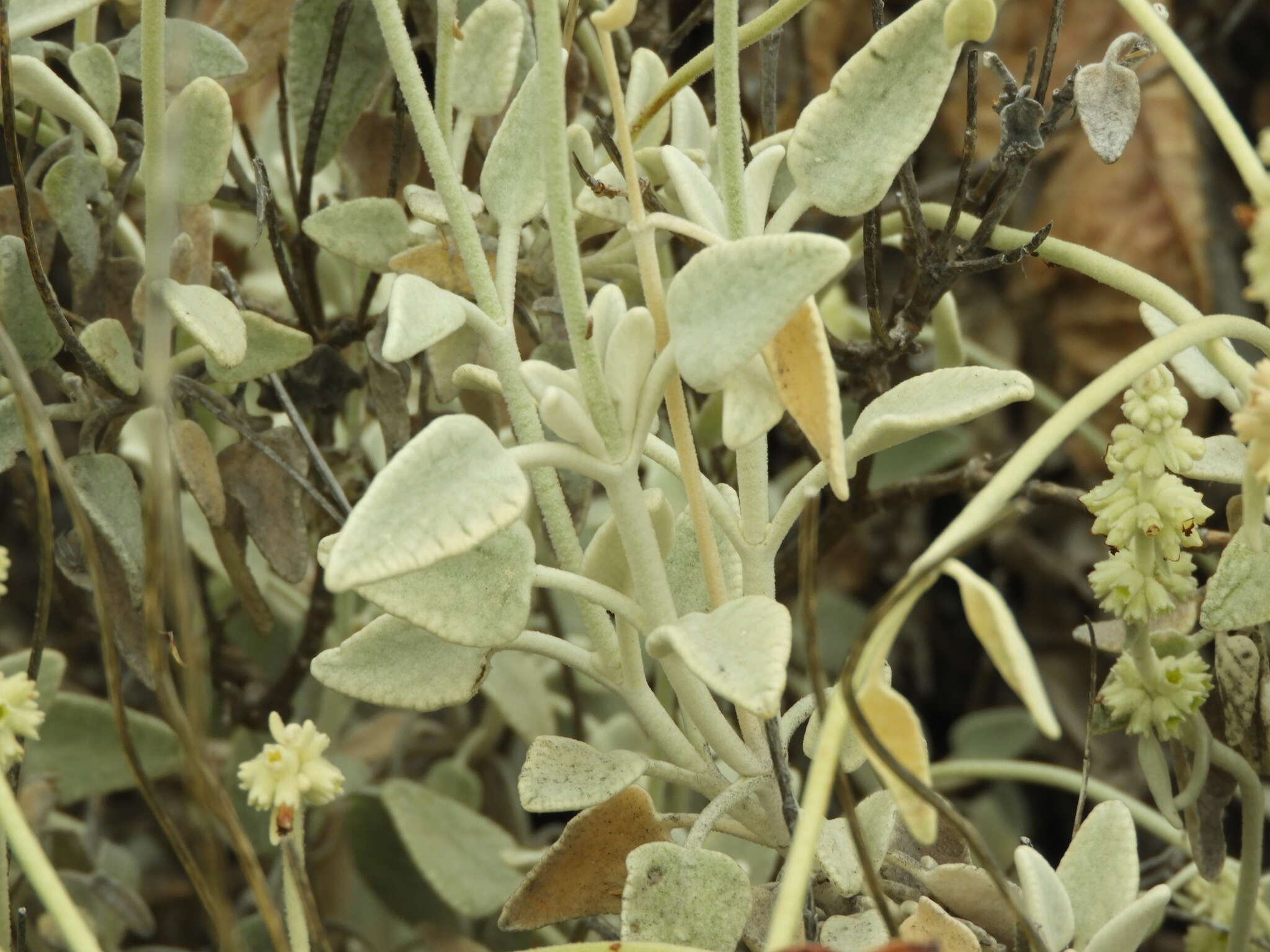 Image of Sideritis soluta subsp. gueimaris Négrin & P. Pérez