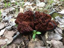 Gyromitra venenata Hai J. Li, Z. H. Chen & Zhu L. Yang resmi