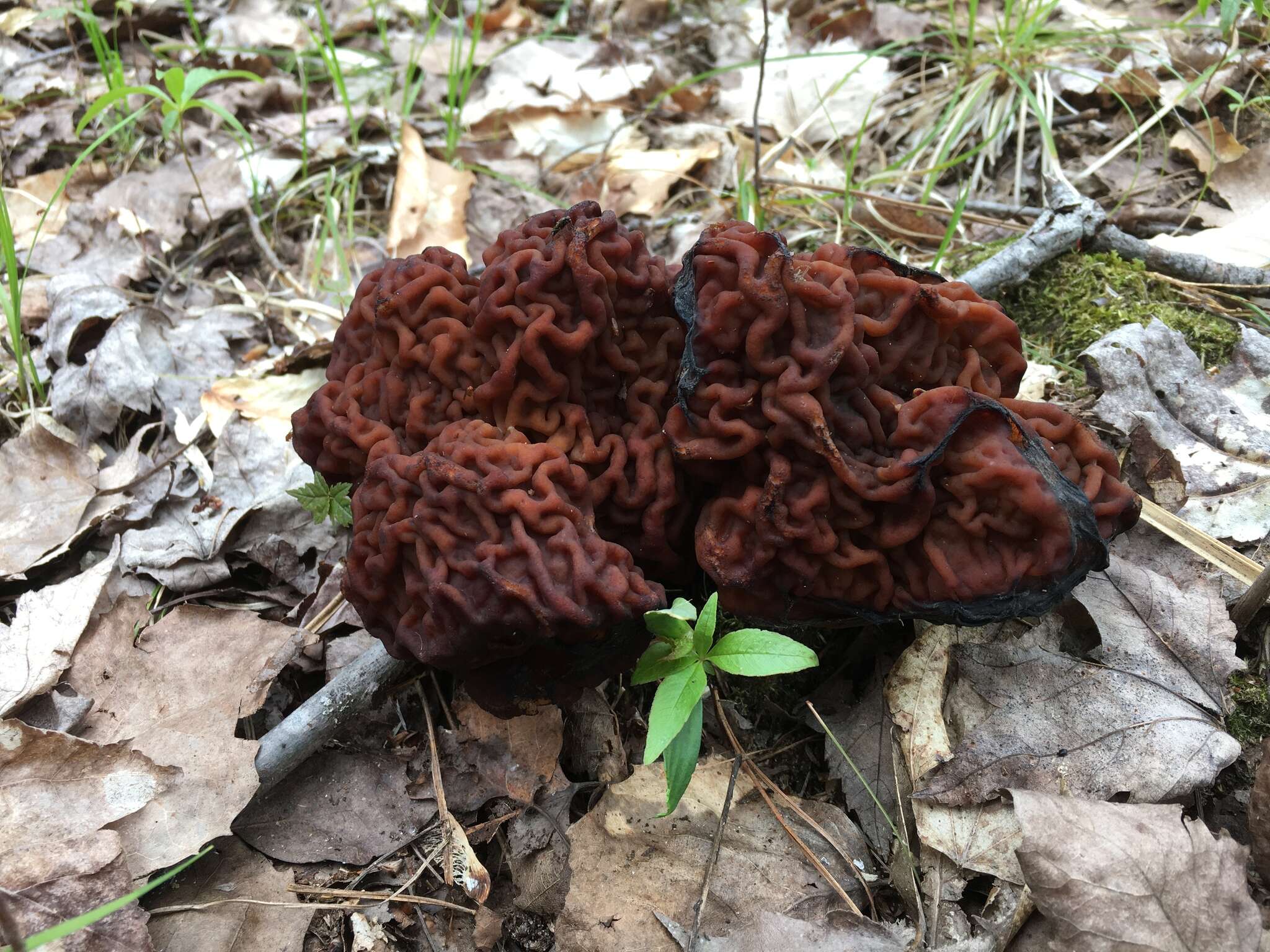 Gyromitra venenata Hai J. Li, Z. H. Chen & Zhu L. Yang resmi