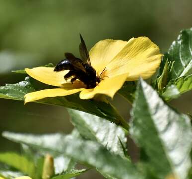 Xylocopa cubaecola Lucas 1857 resmi