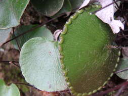 Image of lotus-leaved maidenhair fern