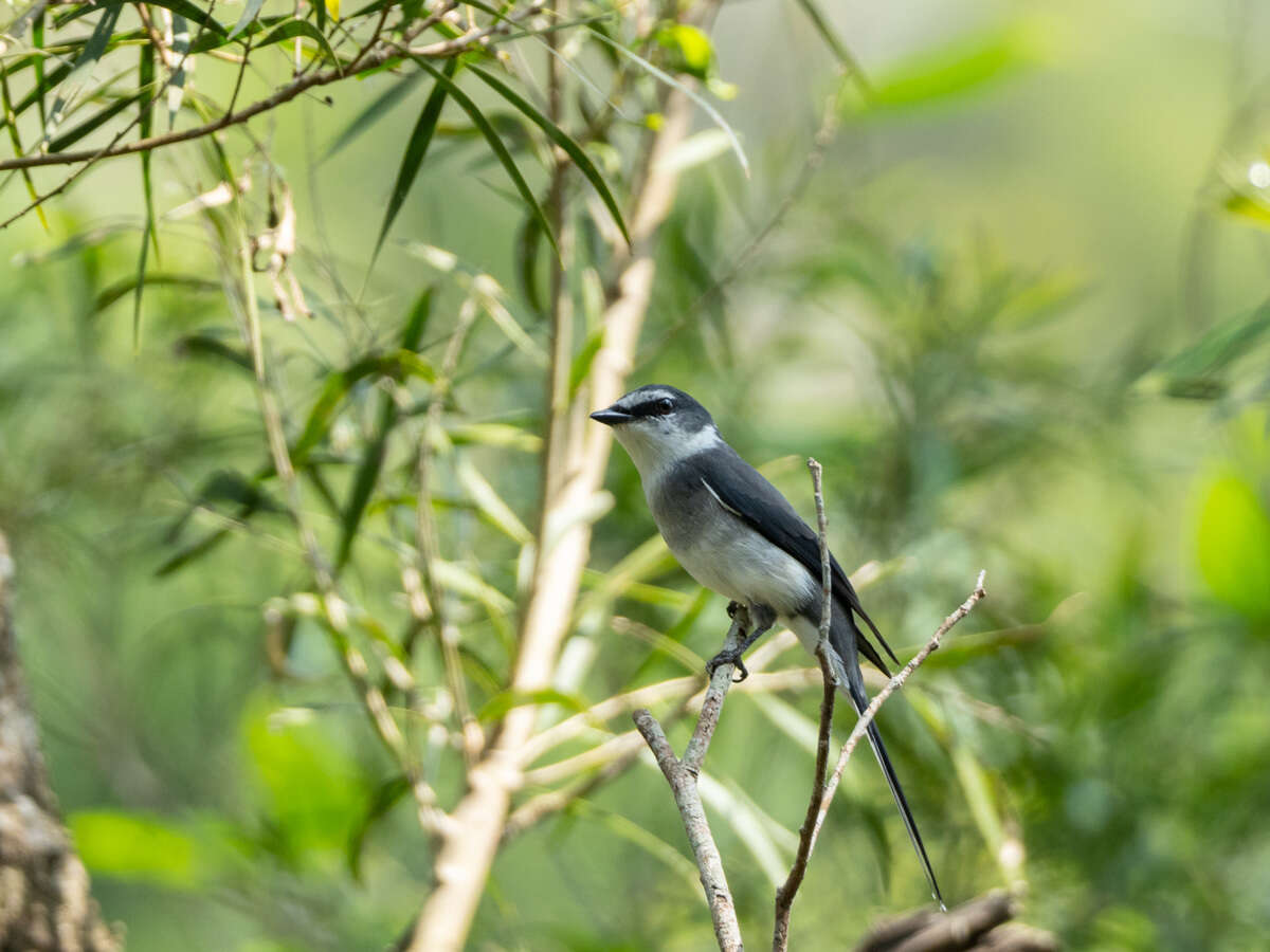 Image of Ryukyu Minivet