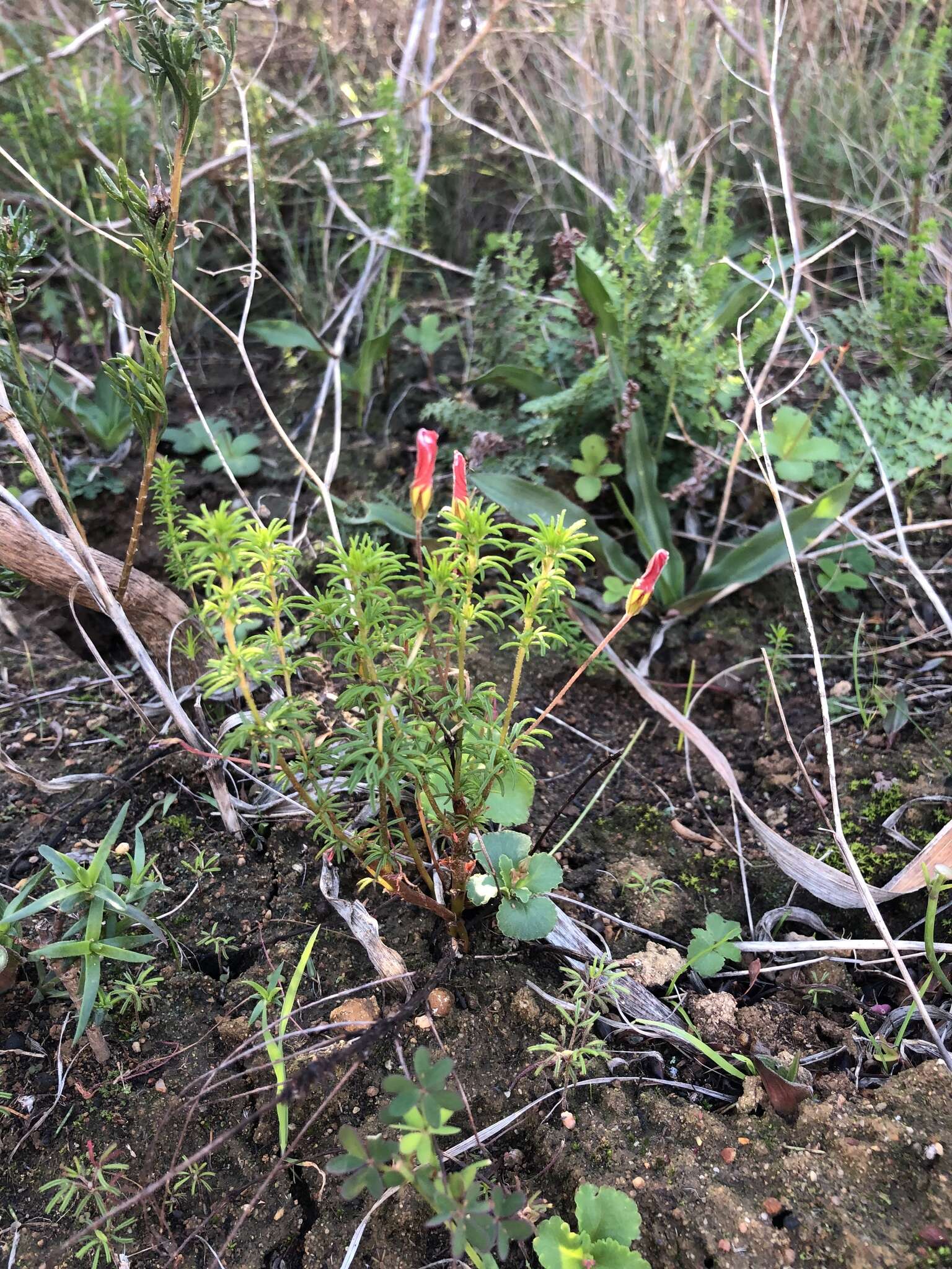 Sivun Oxalis tenuifolia Jacq. kuva