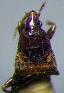 Image of Xylocoris