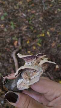 Image of Trichaptum biforme (Fr.) Ryvarden 1972