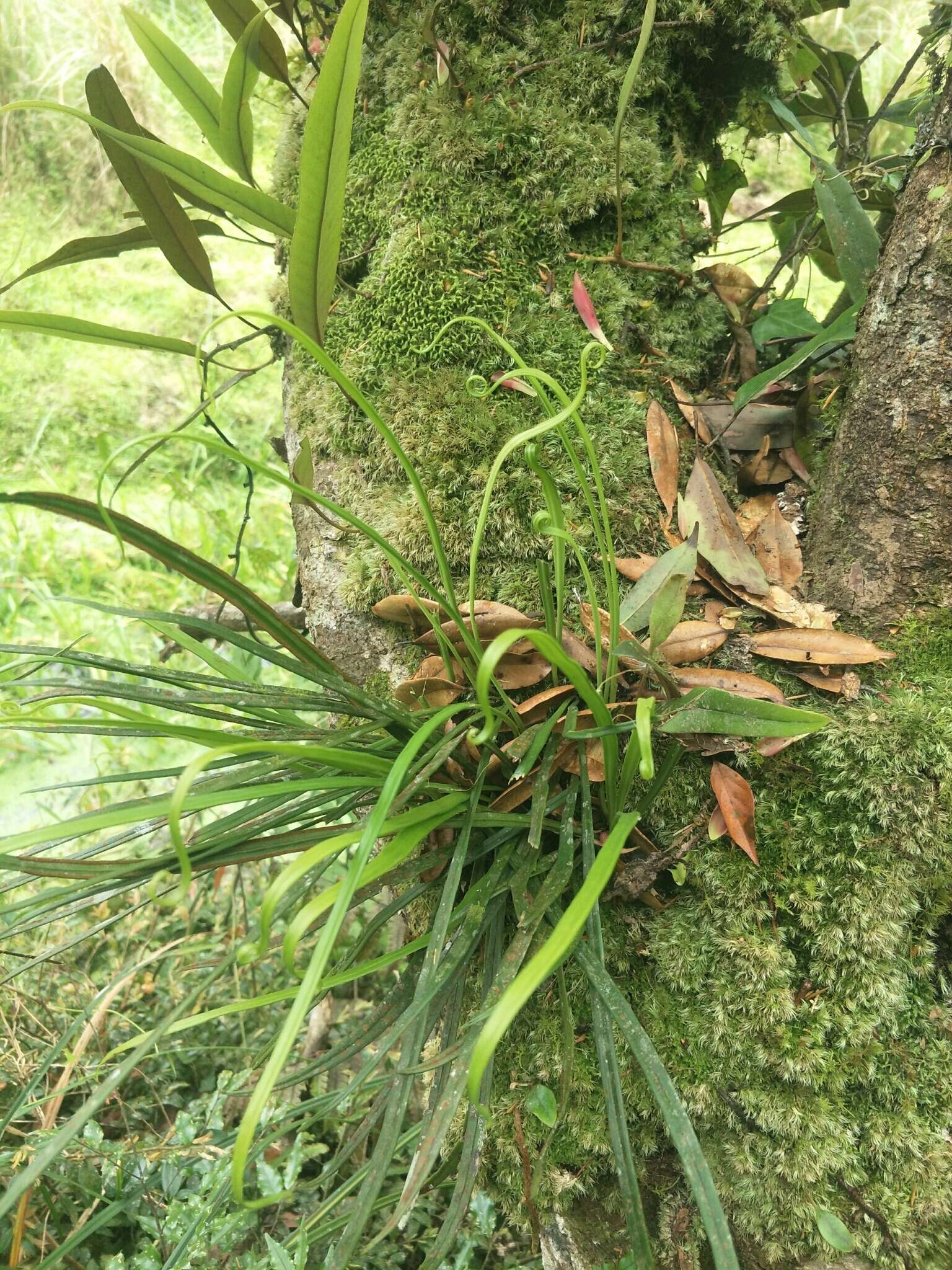 Image of Haplopteris anguste-elongata (Hayata) E. H. Crane