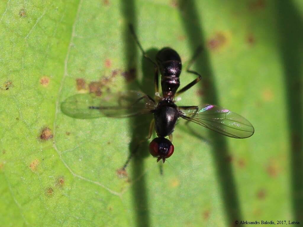 Nemopoda nitidula (Fallen 1820)的圖片