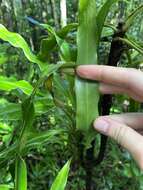 Image of Dracaena xiphophylla Baker