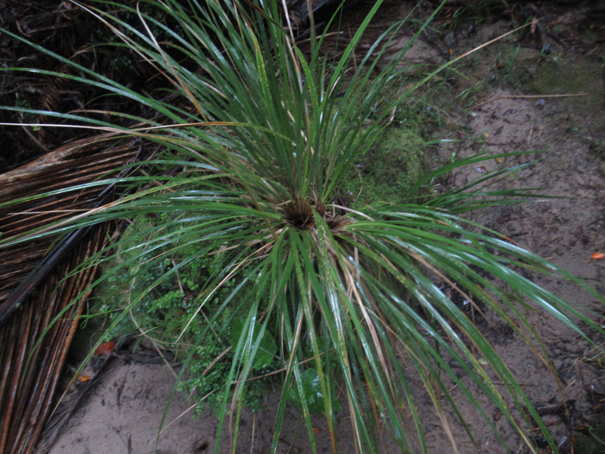 Imagem de Chionochloa conspicua subsp. conspicua