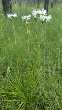 Image of Prickly Grass-Leaf-Aster