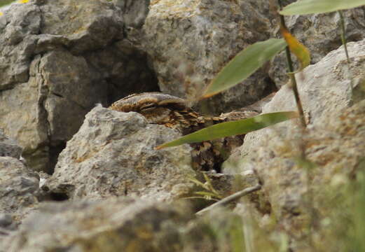 Image of Red-necked Nightjar