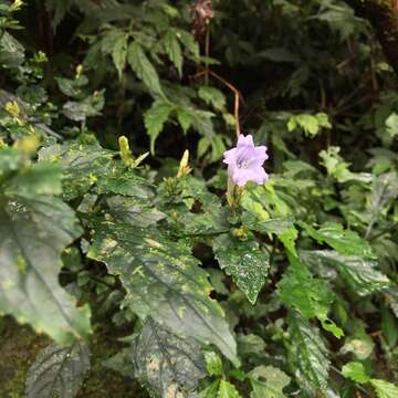 Image of Strobilanthes flexicaulis Hayata