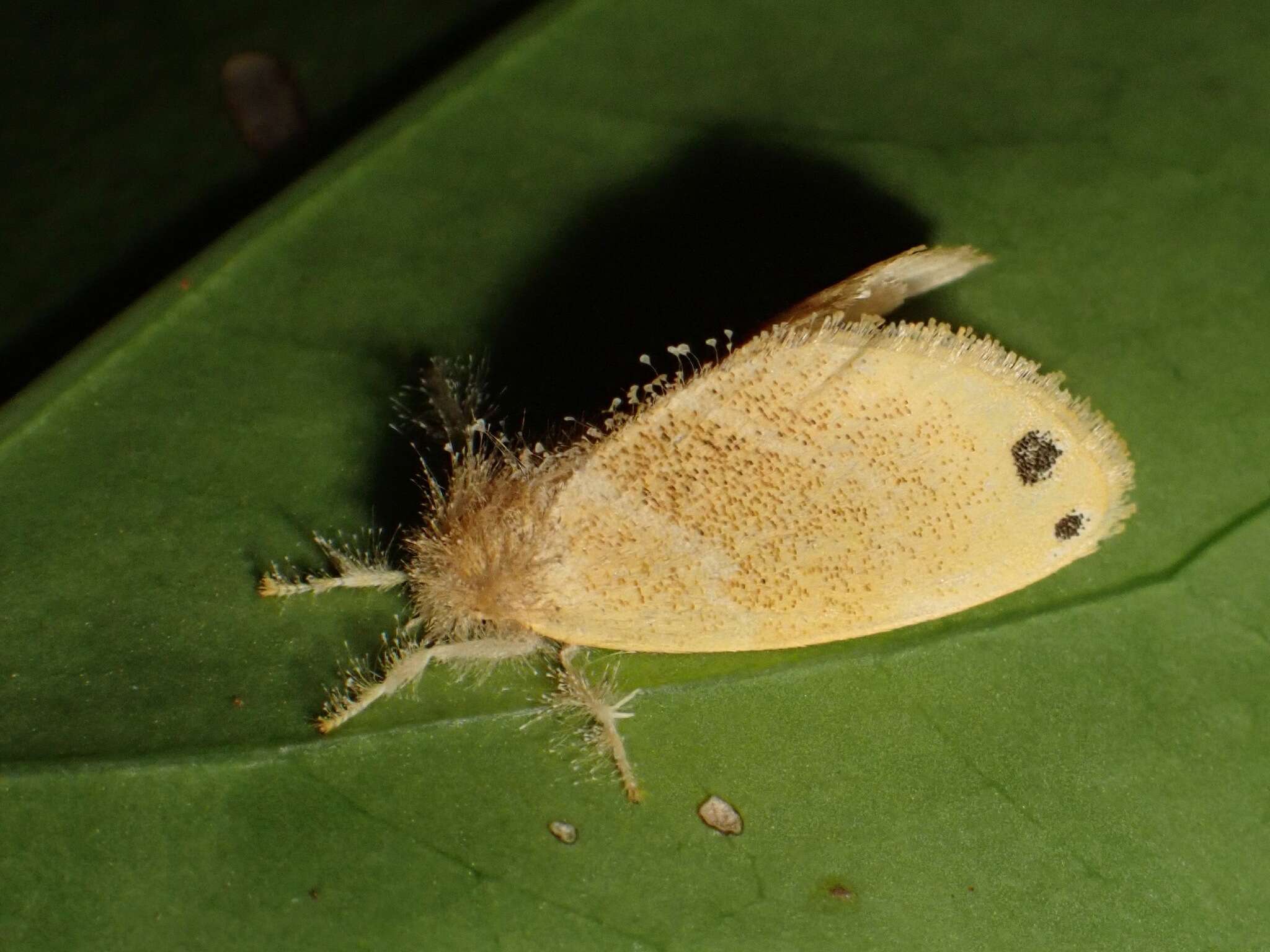 Слика од Artaxa digramma Boisduval 1844