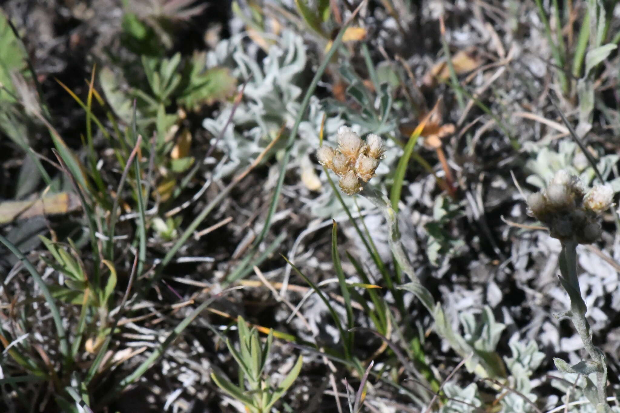 Imagem de Antennaria umbrinella Rydb.