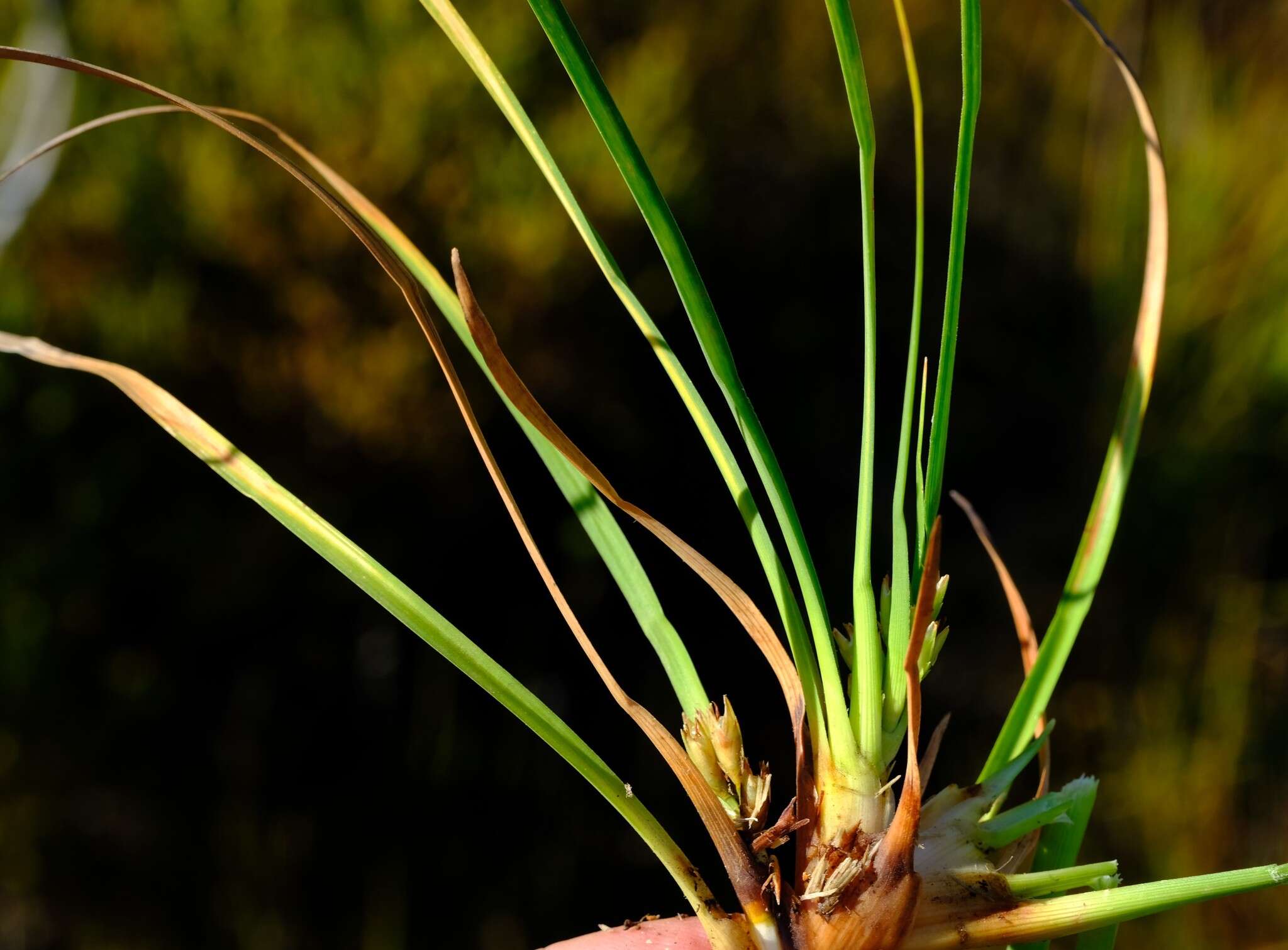 Слика од Capeobolus brevicaulis (C. B. Clarke) Browning