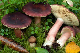 Image of Russula taigarum Ruots. & Vauras 1990