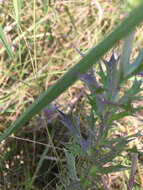 Image of Leavenworth's eryngo