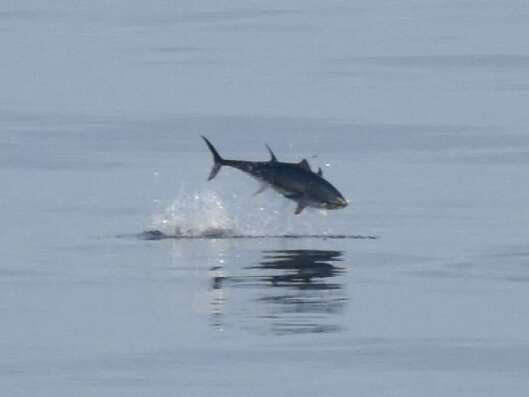 Image of Thunnus South 1845