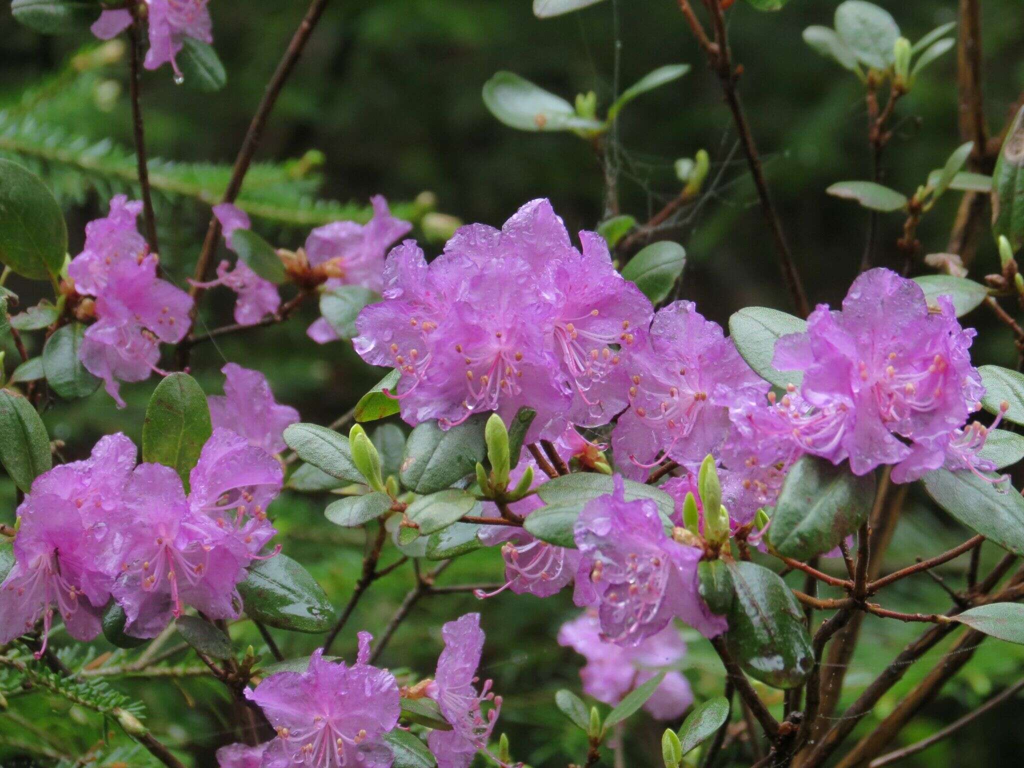 Image of Rhododendron mucronulatum subsp. sichotense (Pojark.) A. Khokhr.