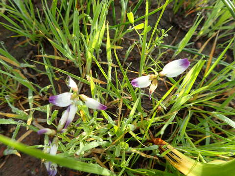 Image of Astragalus claranus Jeps.