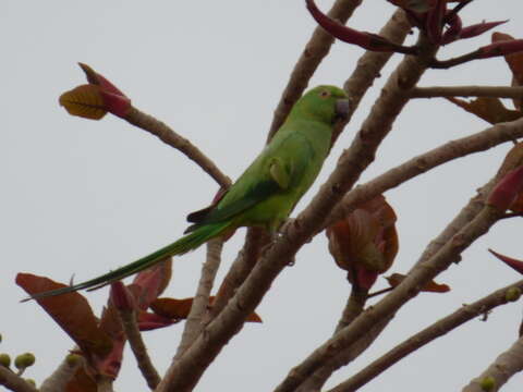 صورة Psittacula krameri krameri (Scopoli 1769)