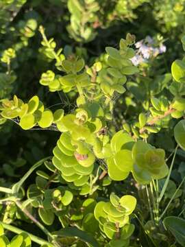 Image of Eugenia capensis subsp. capensis